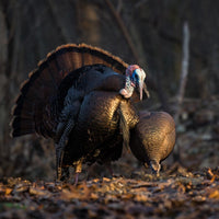 Dave Smith Decoys Feeding Turkey Hen